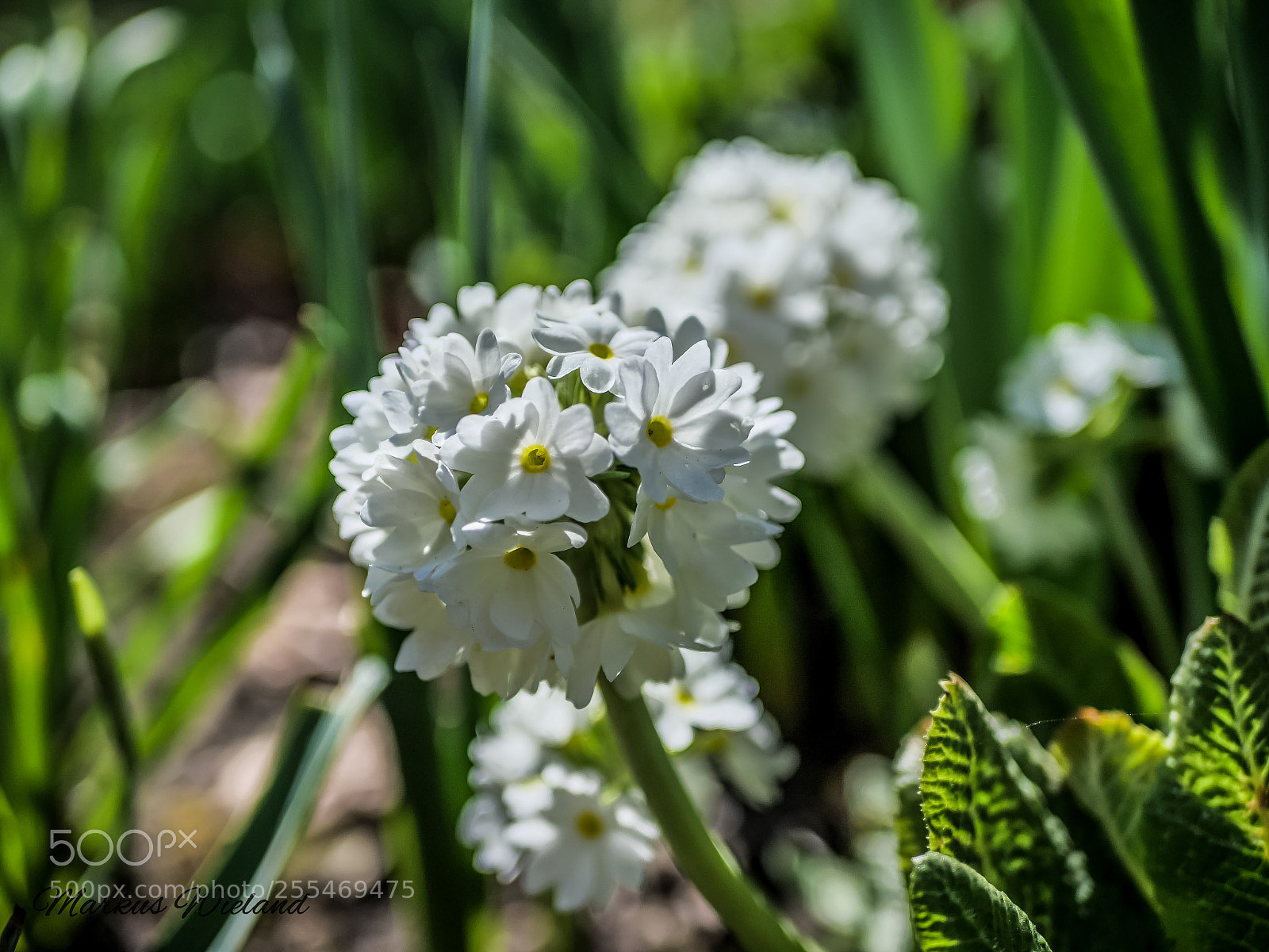 Panasonic Lumix DC-G9 sample photo. Weiße blume photography