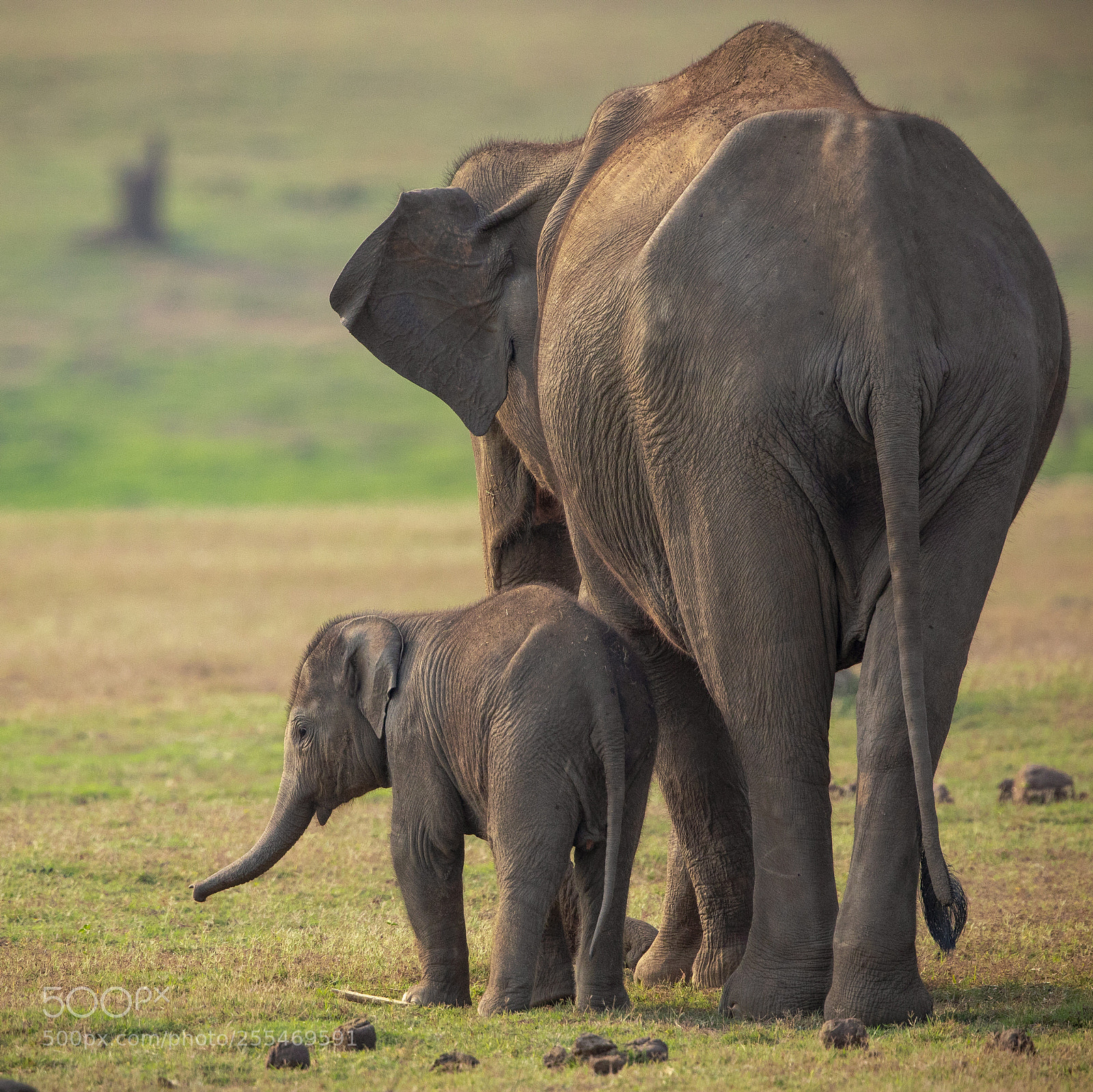 Canon EOS 5D Mark IV sample photo. Elephants.. photography