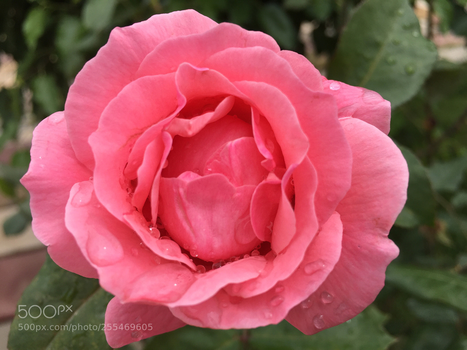 Apple iPhone 6 sample photo. Spring flower photography