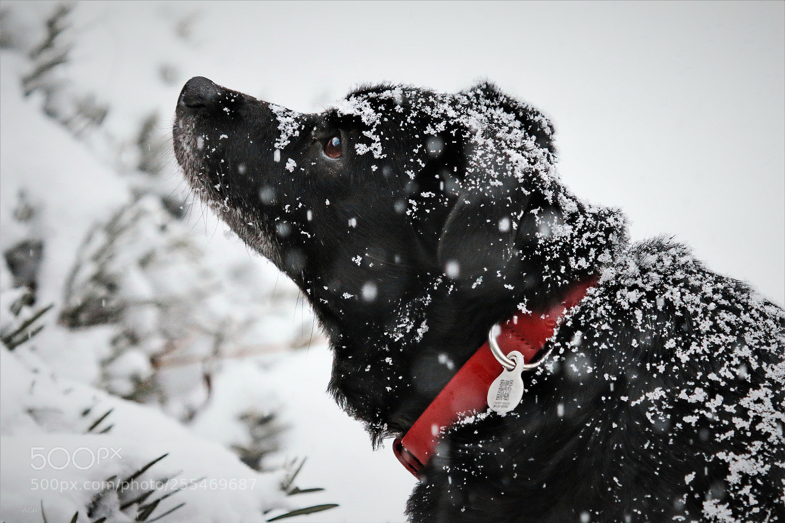 Canon EOS 70D sample photo. Winter time with mr photography