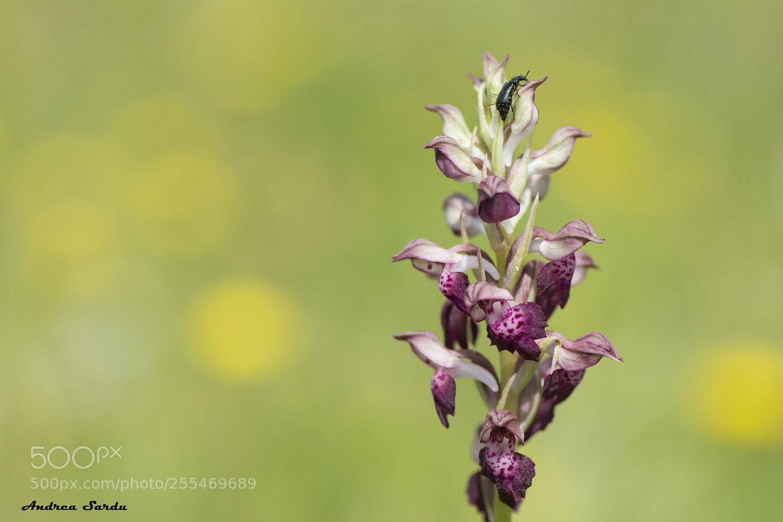 Nikon D7100 sample photo. Anacamptis coriophora photography