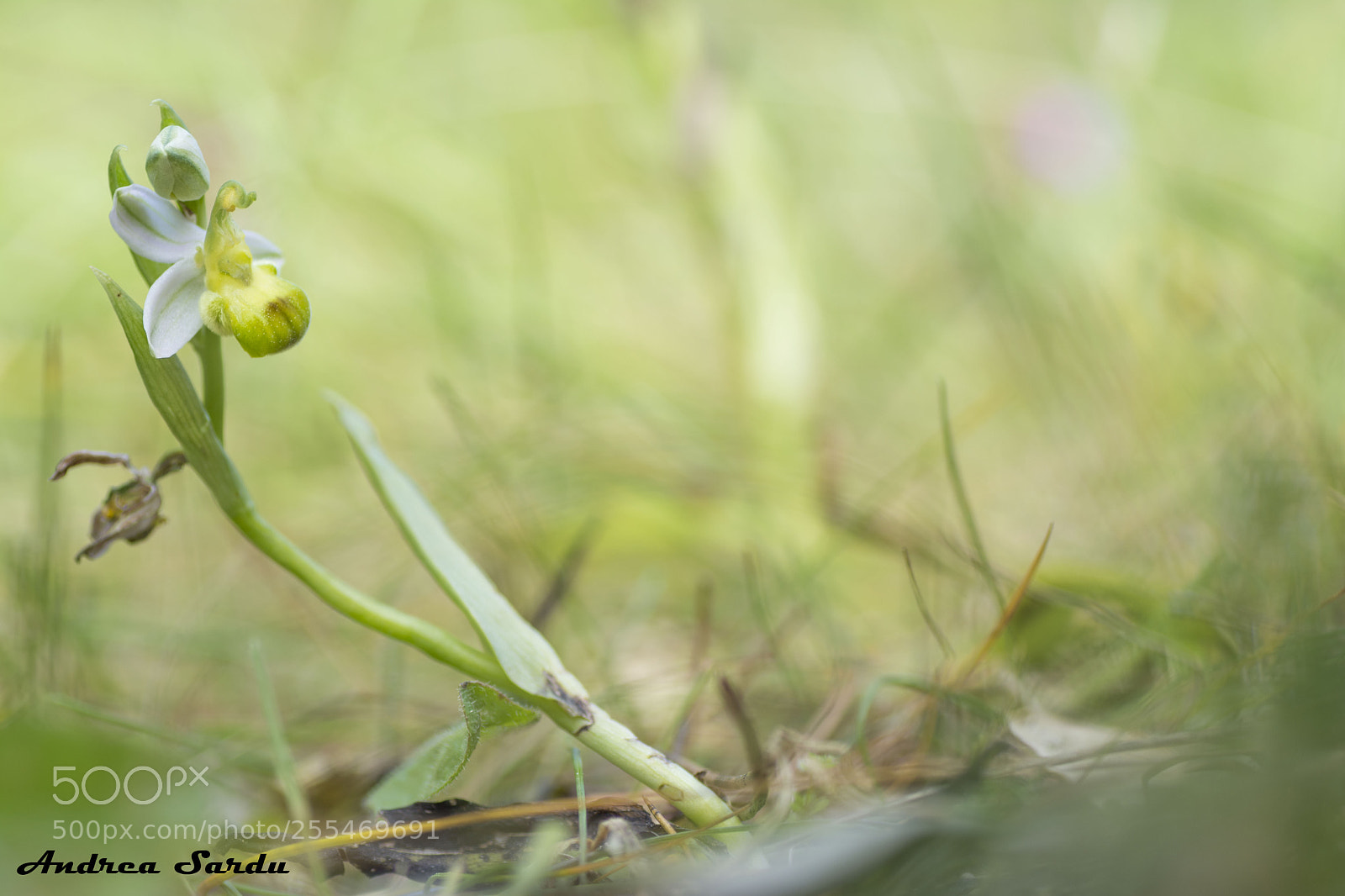 Nikon D7100 sample photo. Ophrys apifera var.bicolor photography