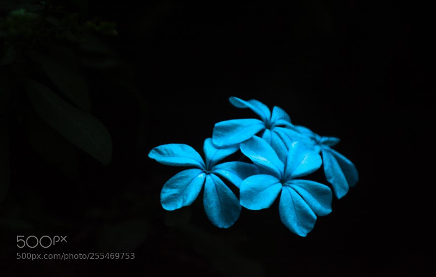Nikon D7100 sample photo. Flor en oto o photography