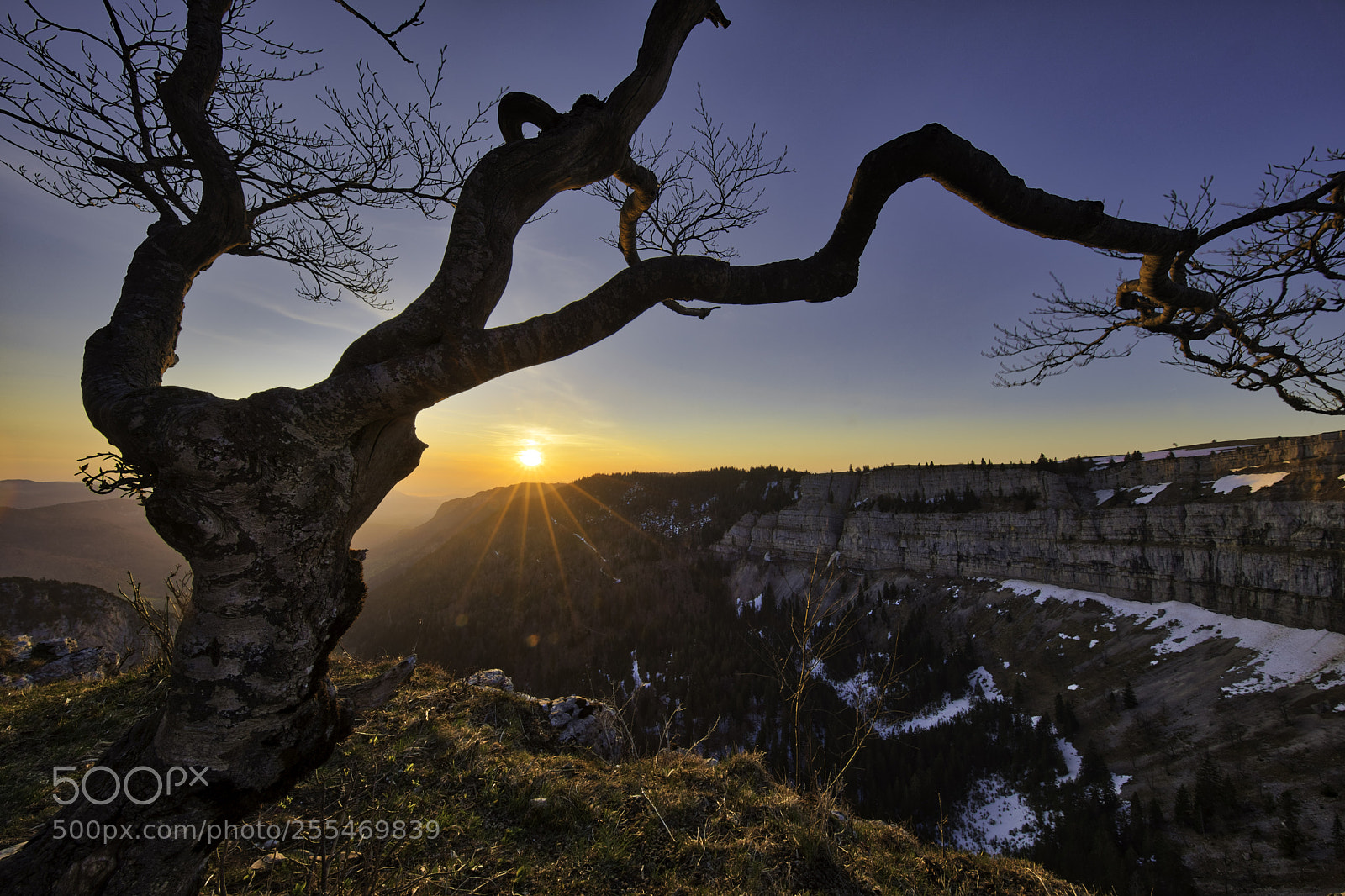 Canon EOS 5D Mark IV sample photo. Tree in the sunrise photography