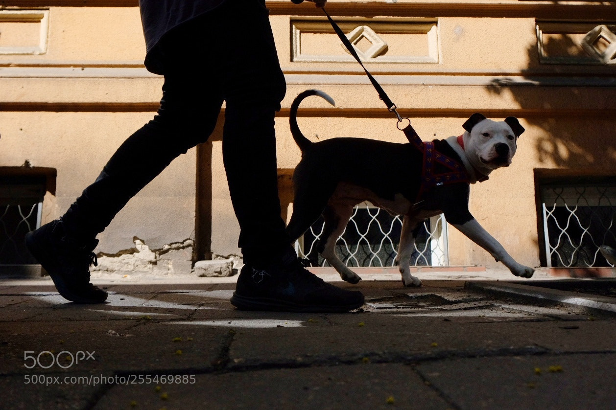 Fujifilm X-T2 sample photo. Untitled photography