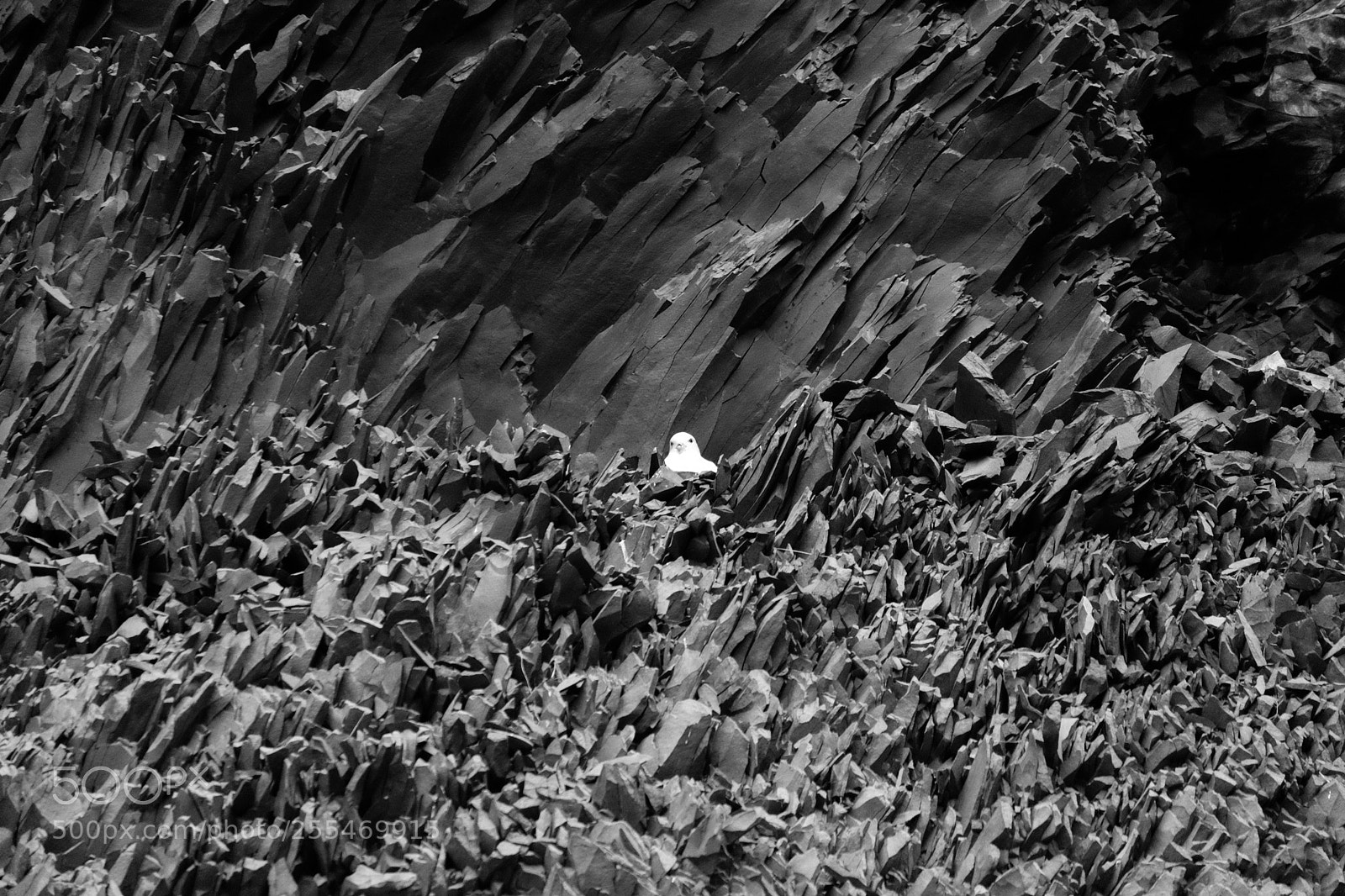 Fujifilm X-T10 sample photo. Hidden in plain sight photography