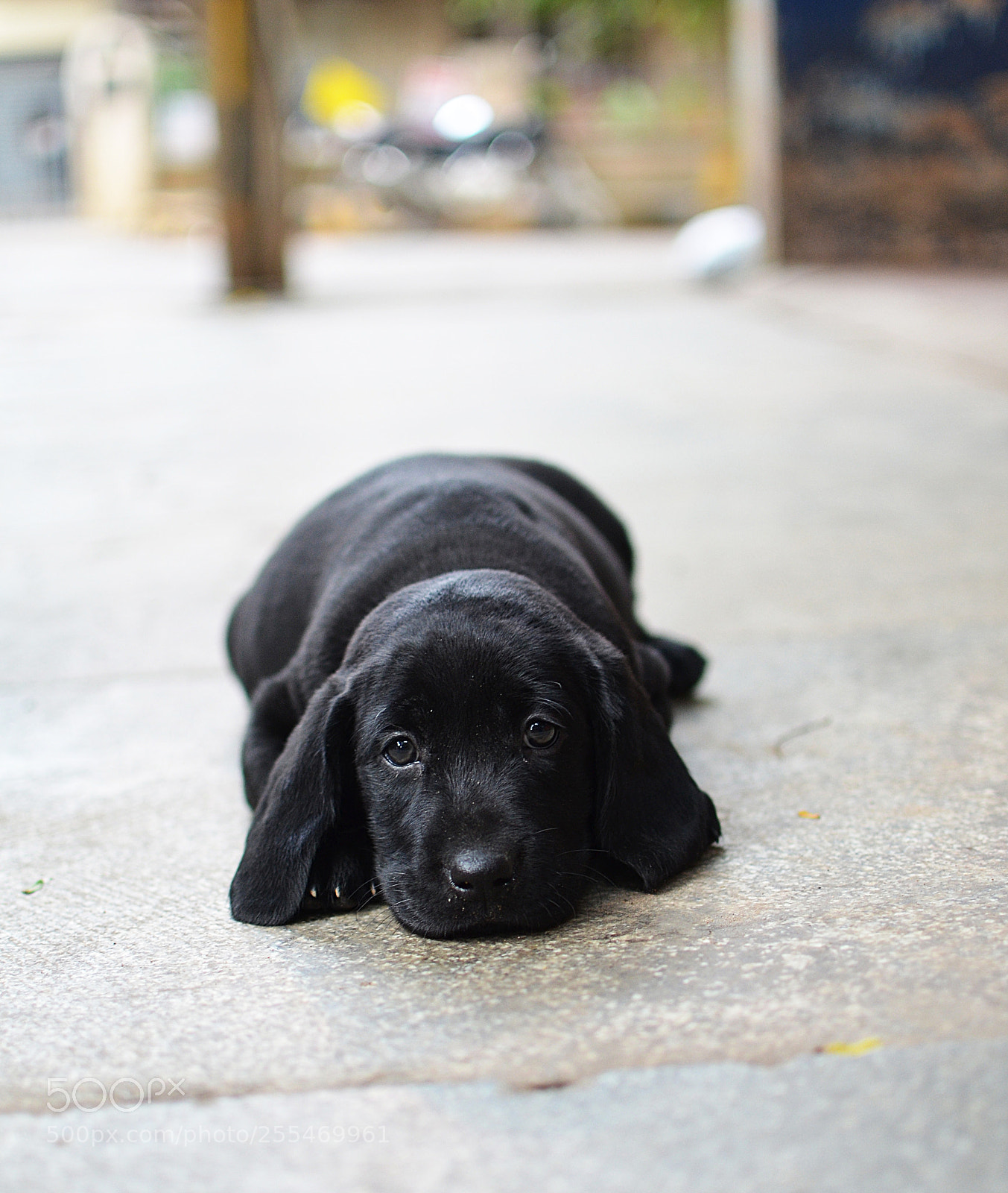Nikon D5100 sample photo. Those eyes photography