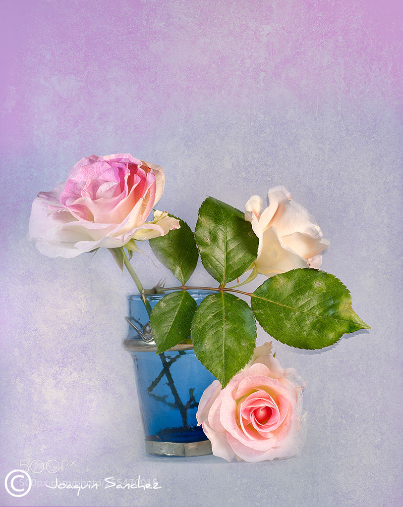Nikon D700 sample photo. Primavera photography