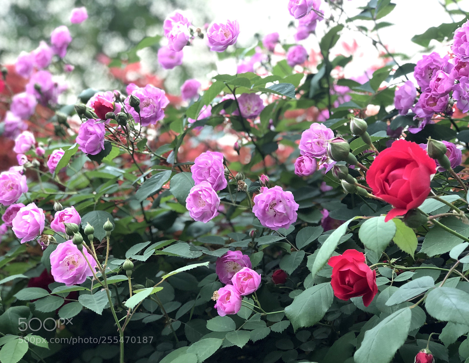 Apple iPhone 8 Plus sample photo. Chinese roses photography
