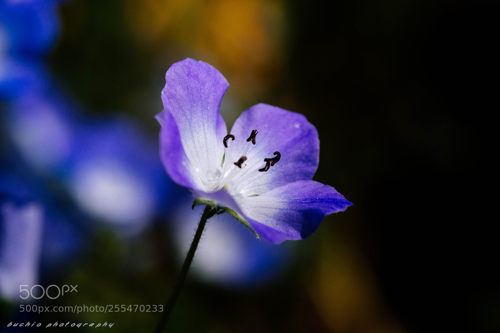 Olympus OM-D E-M1 Mark II sample photo. Nemophila photography