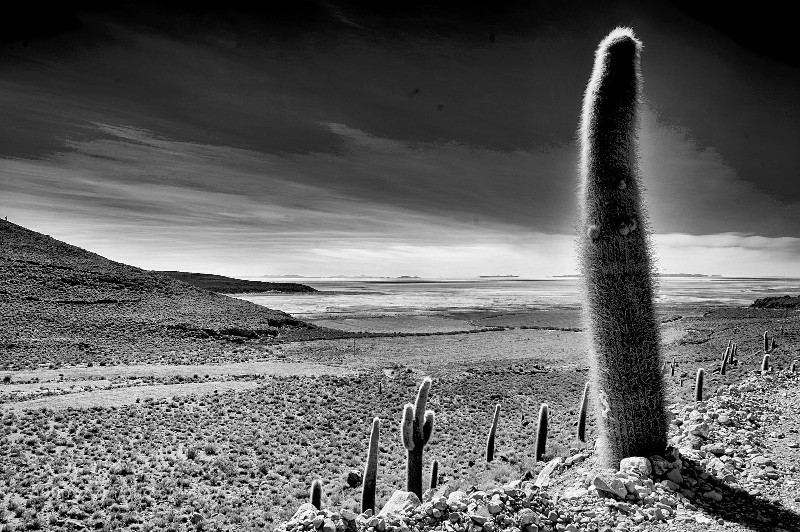 Nikon D700 sample photo. Bolivie île aux cactus photography