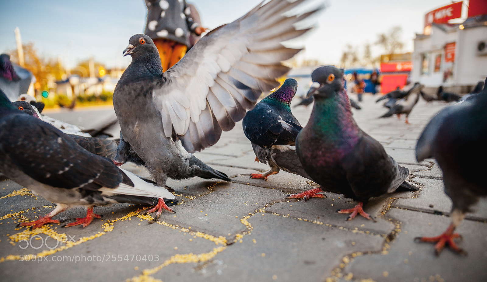 Canon EOS 5D Mark II sample photo. Img photography