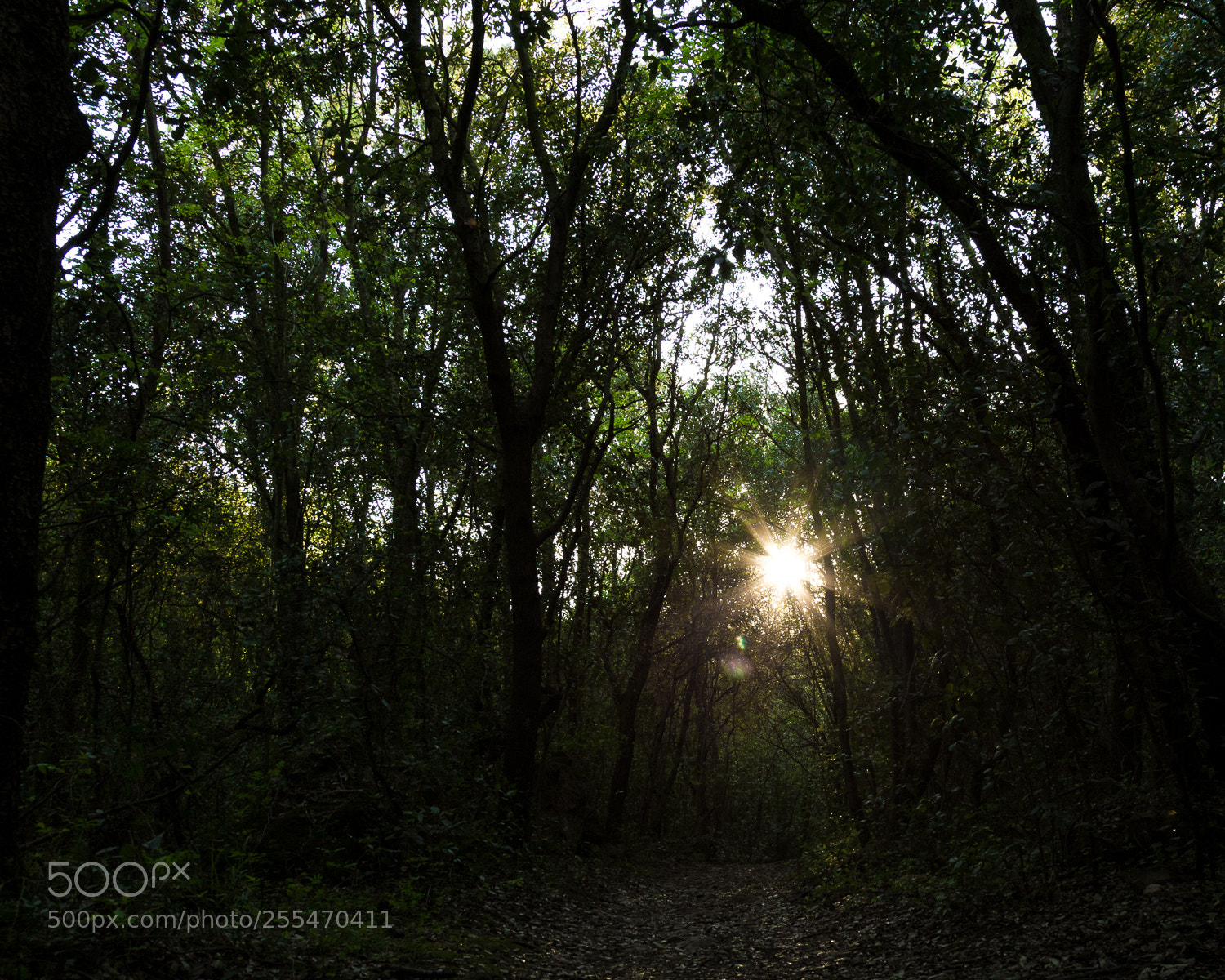 Canon EOS 6D sample photo. Mg photography