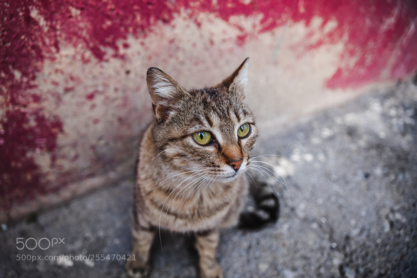 Canon EOS 5D Mark II sample photo. Img photography