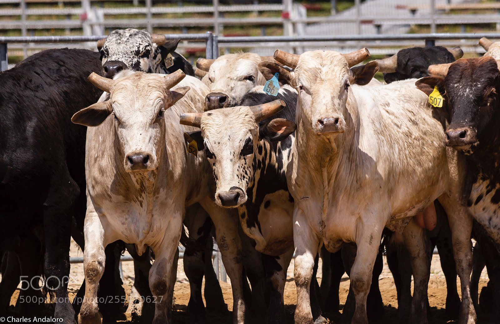 Canon EOS 6D sample photo. Young bulls  photography