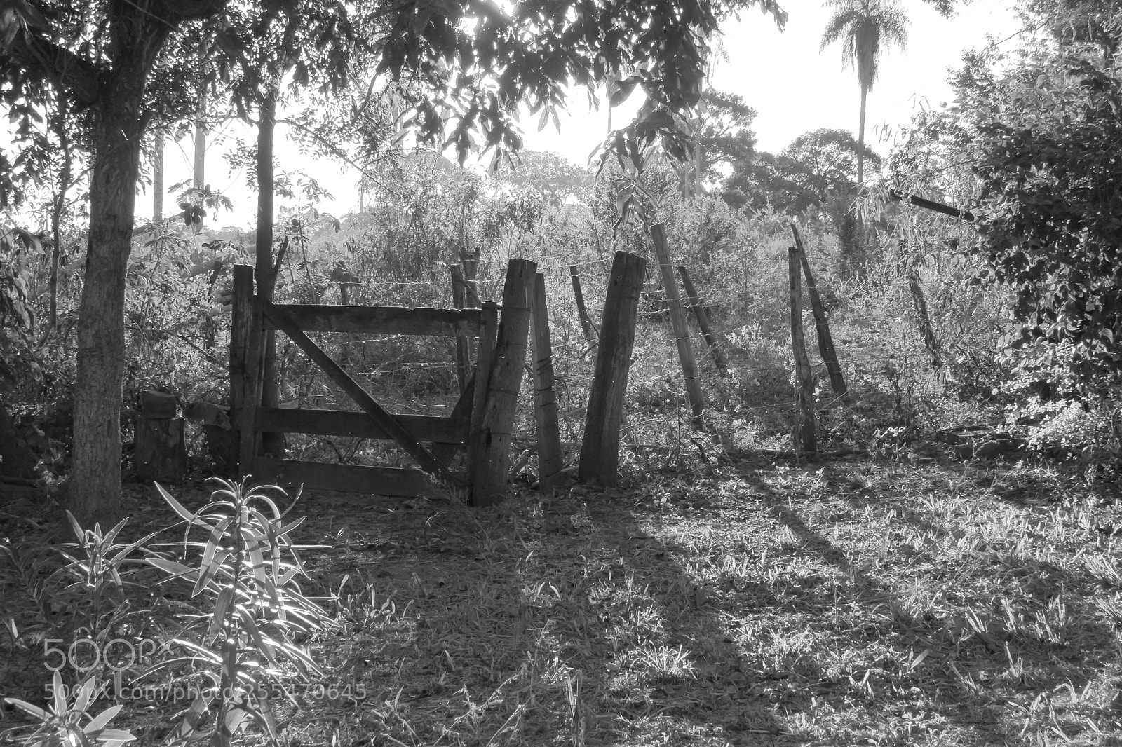 Canon PowerShot SX540 HS sample photo. Black and white gate photography