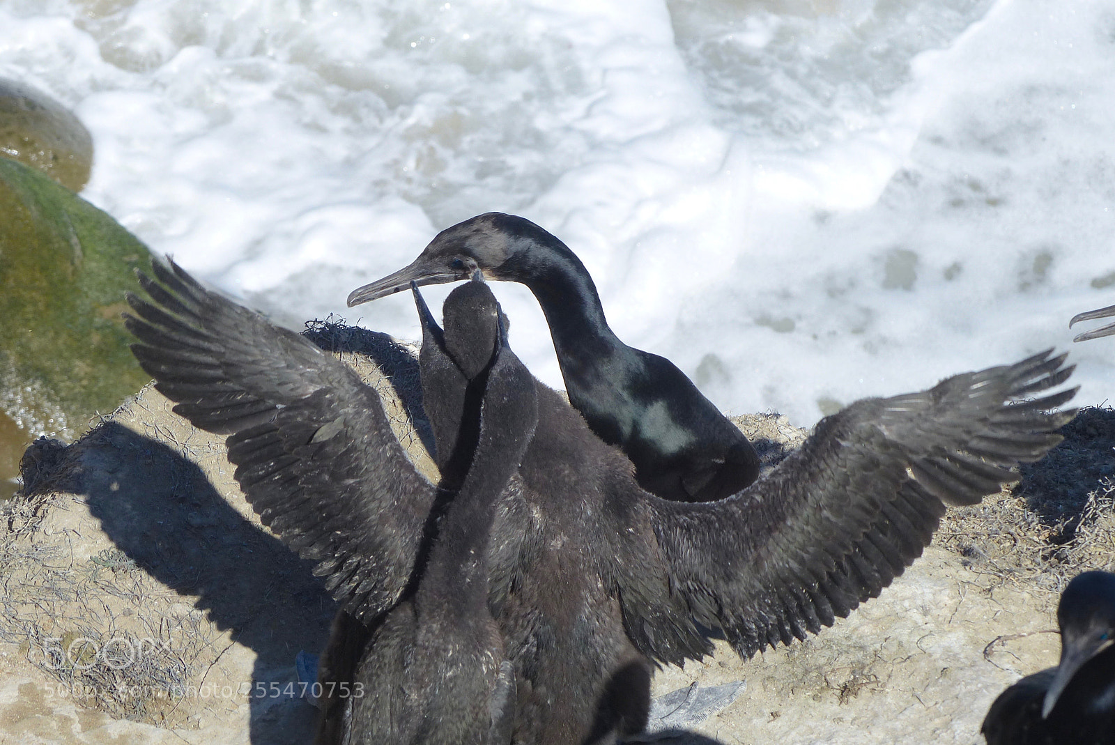 Panasonic Lumix DMC-FZ200 sample photo. Bobbing heads photography