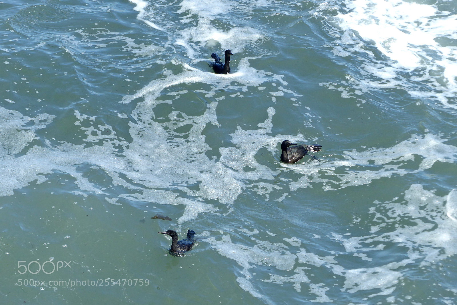 Panasonic Lumix DMC-FZ200 sample photo. Three fledglings in the photography