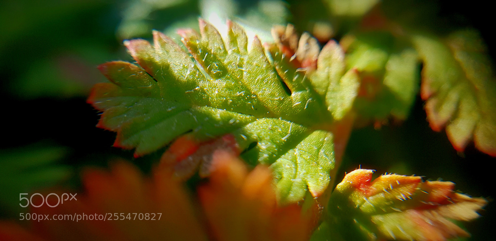 Samsung Galaxy S8 sample photo. Leafs photography