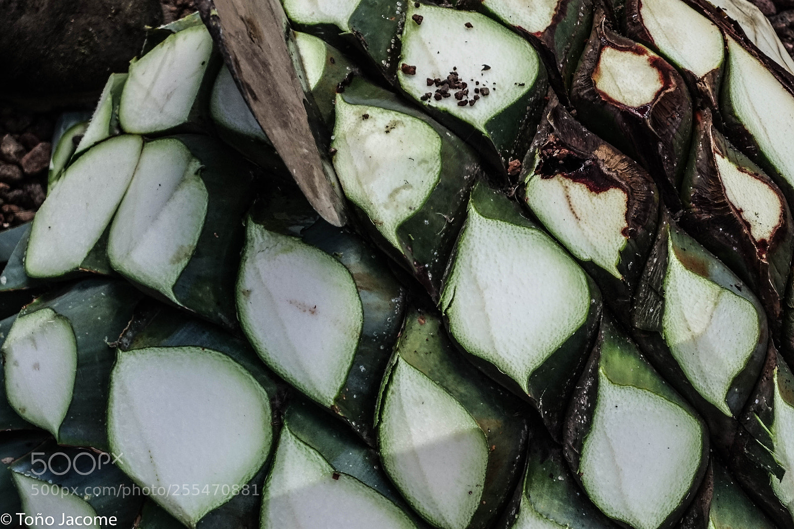 Sony Cyber-shot DSC-RX100 III sample photo. Tequila plant photography