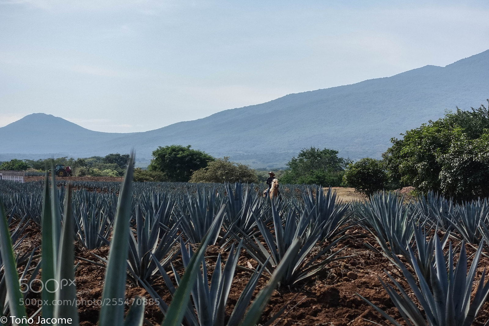 Sony Cyber-shot DSC-RX100 III sample photo. Tequila plants photography