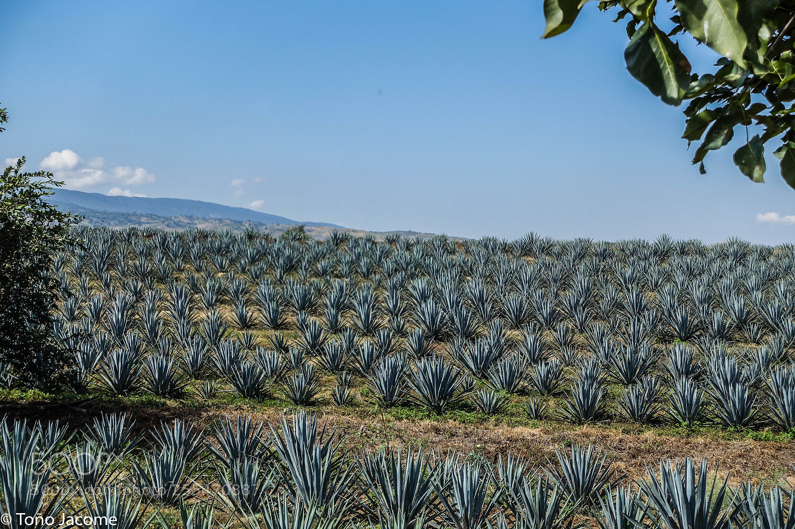 Sony Cyber-shot DSC-RX100 III sample photo. Tequila plants photography