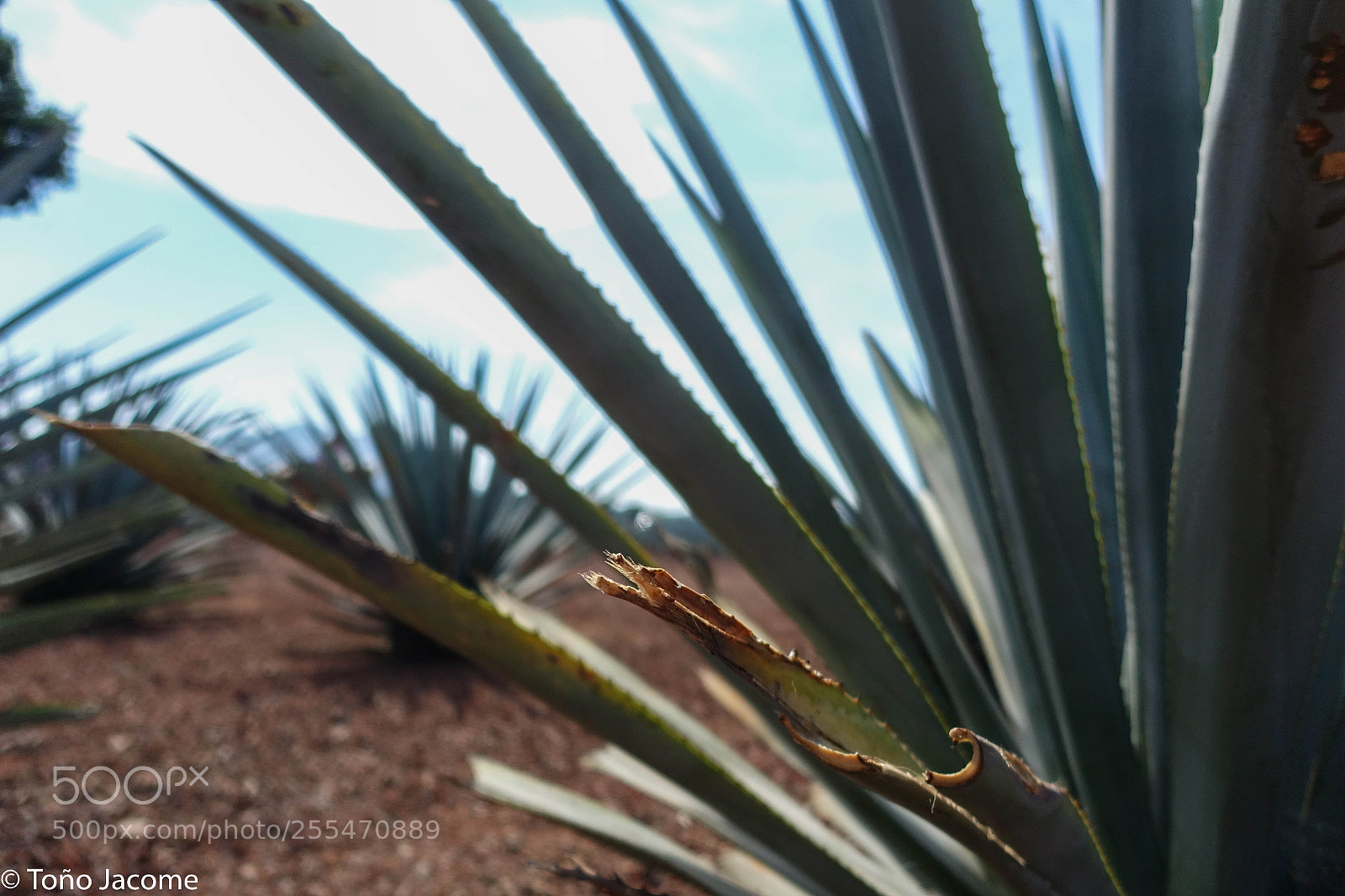 Sony Cyber-shot DSC-RX100 III sample photo. Tequila plants photography