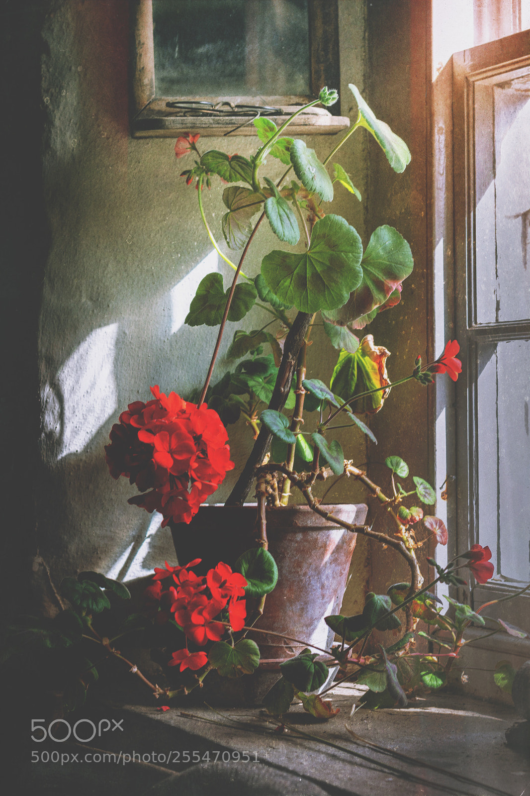 Nikon D5500 sample photo. Red geraniums photography
