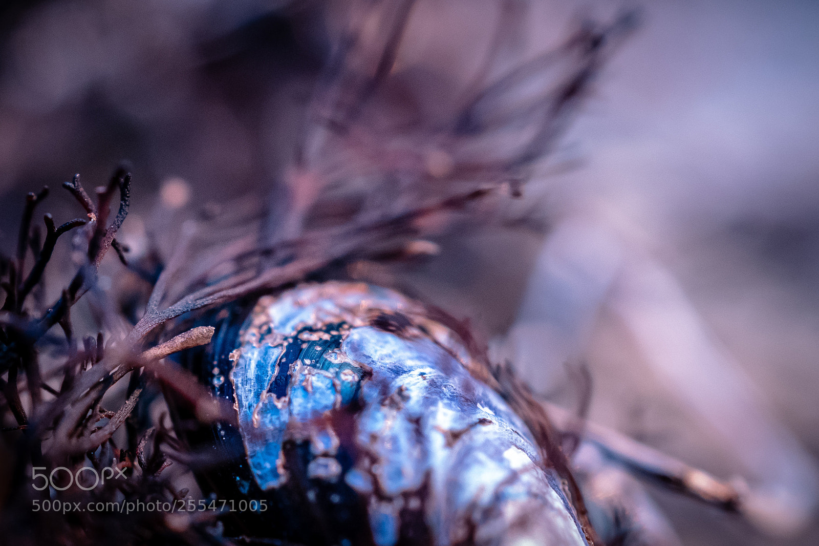 Sony a6300 sample photo. Clam photography