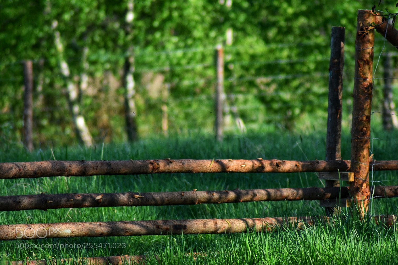 Nikon D3400 sample photo. Zagroda photography