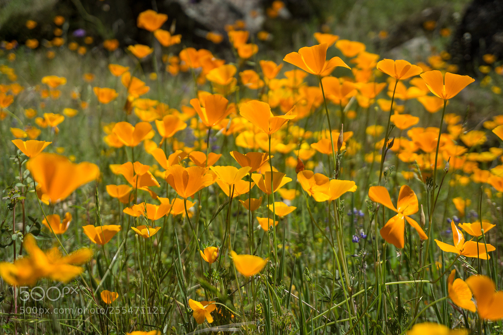 Sony a6000 sample photo. California poppy field photography