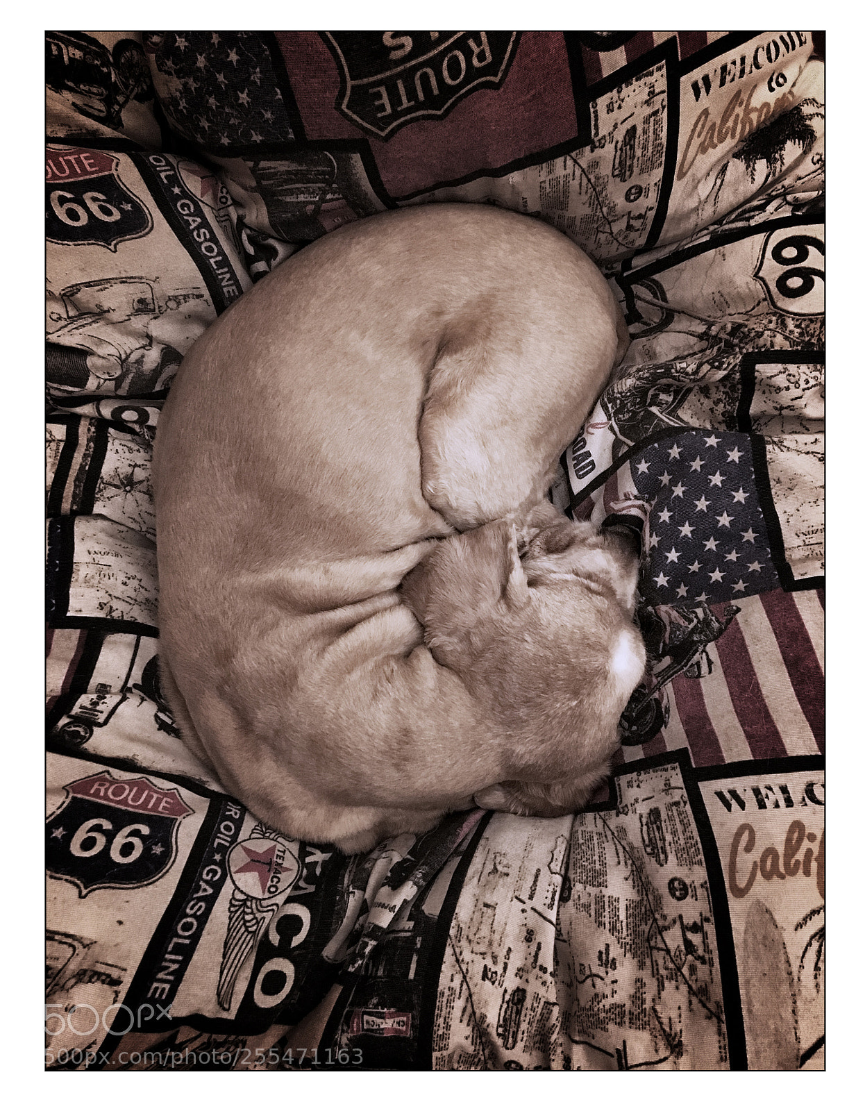 Apple iPhone 6s sample photo. Nio fetus photography