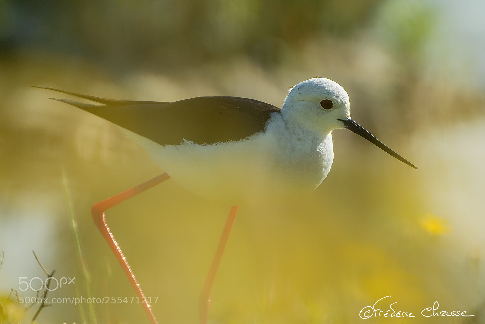 Nikon D800E sample photo. Himantopus himantopus photography
