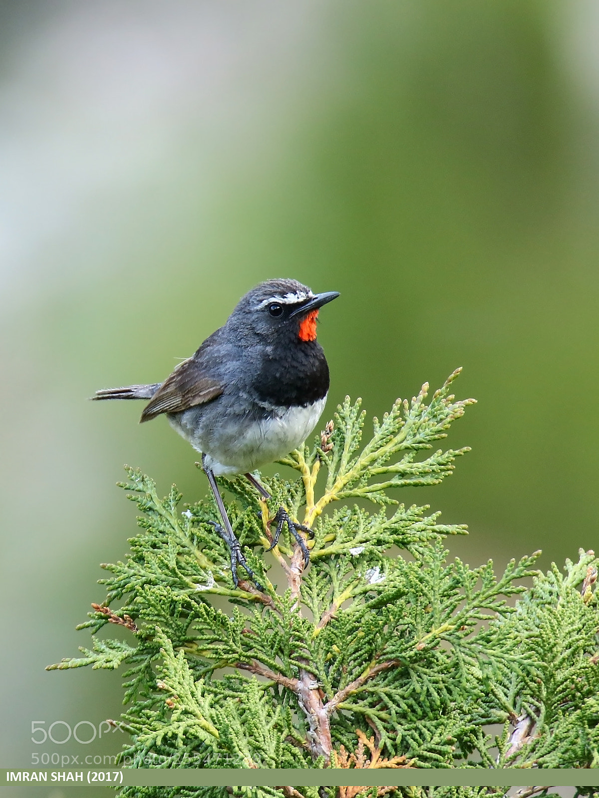 Canon EOS 7D Mark II sample photo. White-tailed rubythroat (luscinia pectoralis) photography