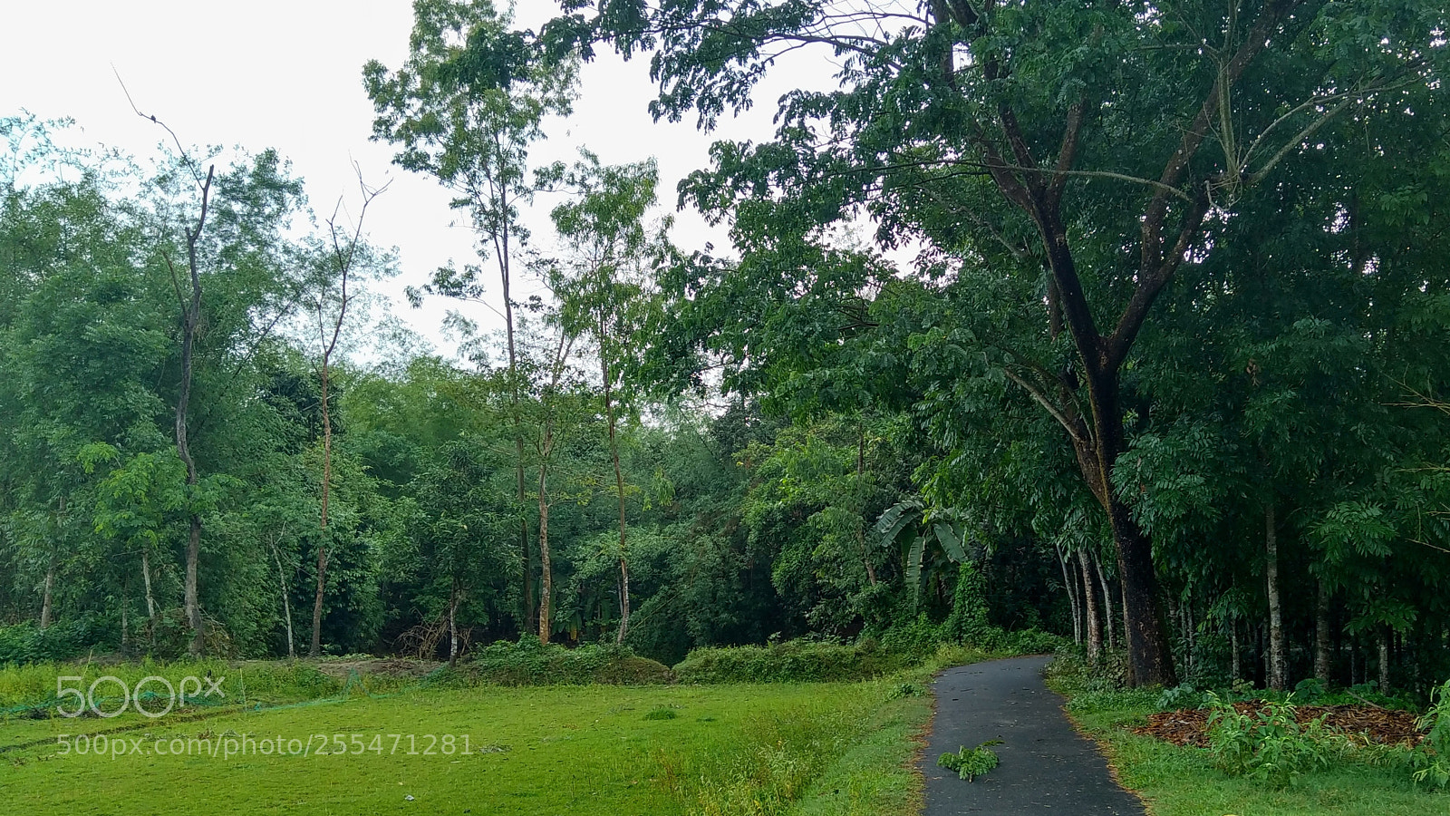Xiaomi Redmi 4 Pro sample photo. Stray_d photography