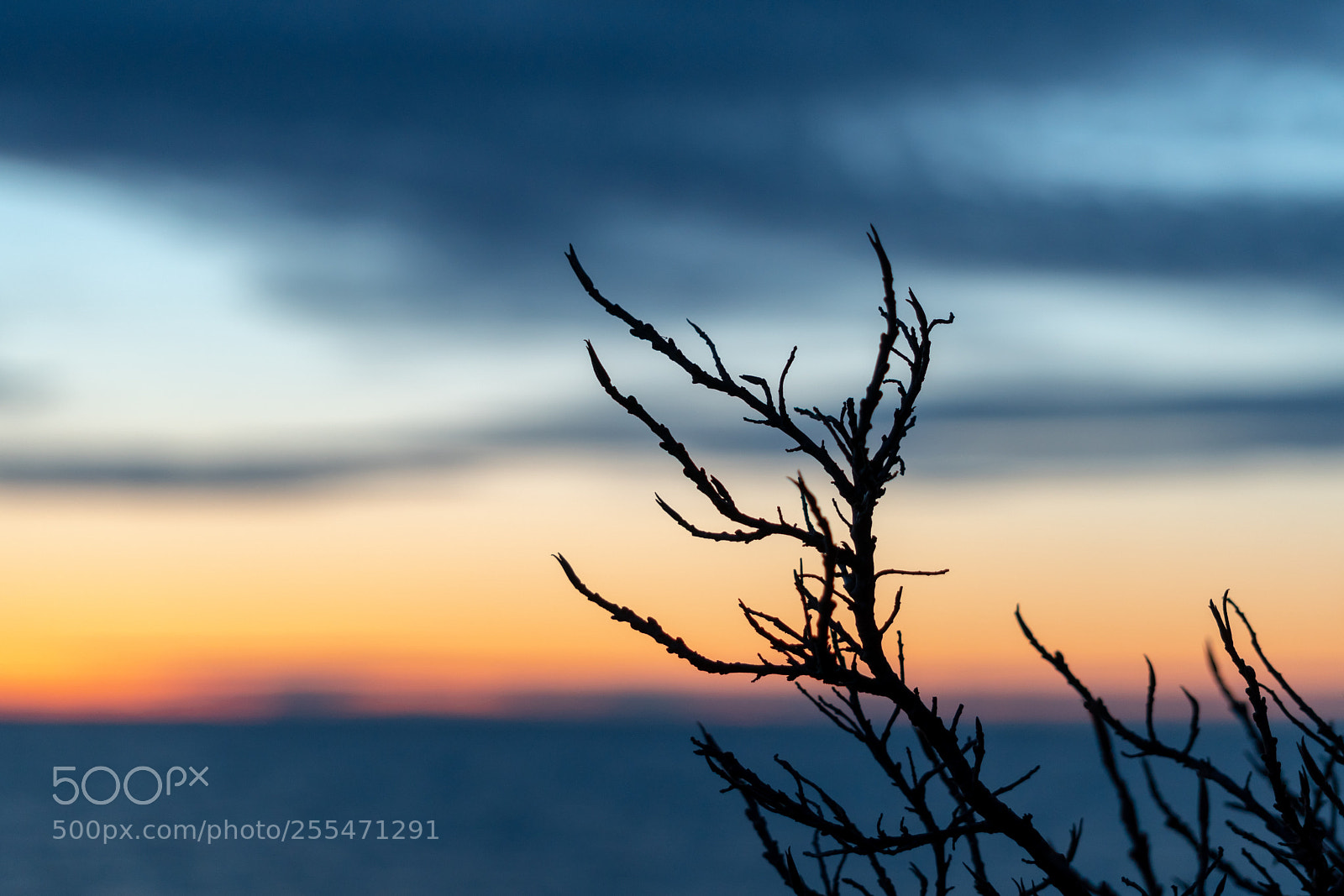 Sony a6300 sample photo. Branches in sunset photography