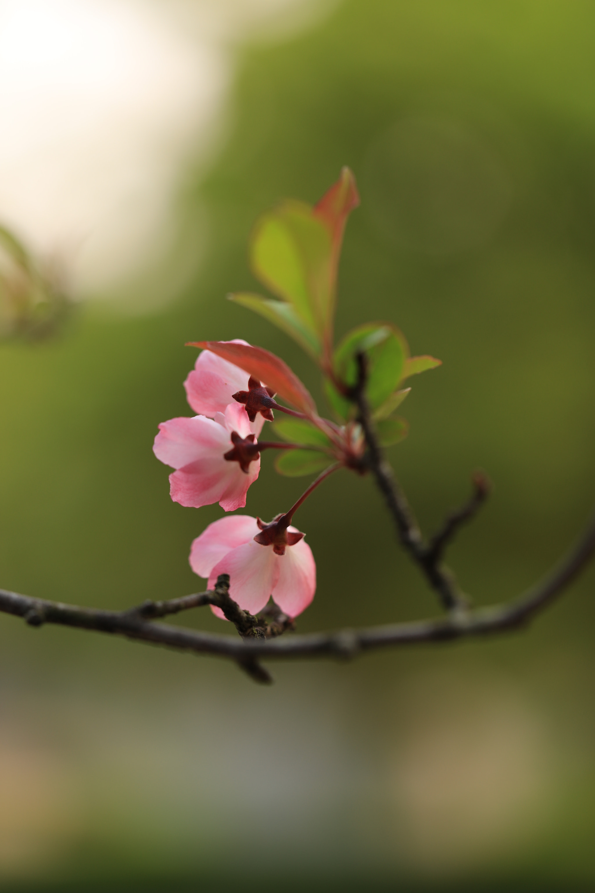 Canon EF 100mm F2.8L Macro IS USM sample photo. Behind her photography