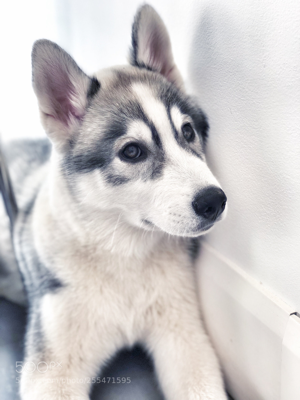 Apple iPhone X sample photo. Anubi photography