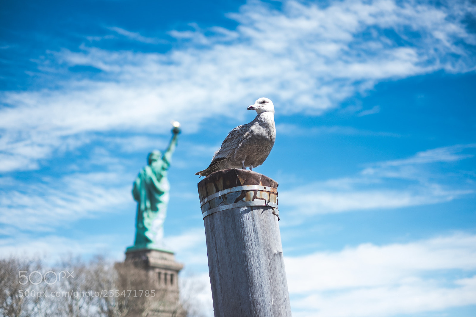 Fujifilm X-T10 sample photo. The bird photography