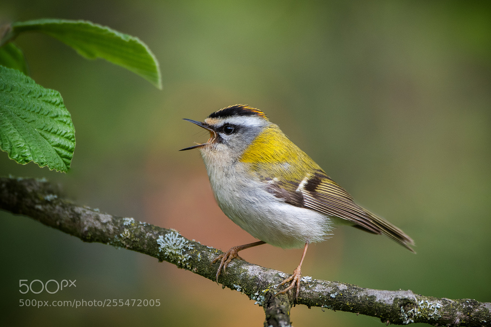 Nikon D500 sample photo. Firecrest photography