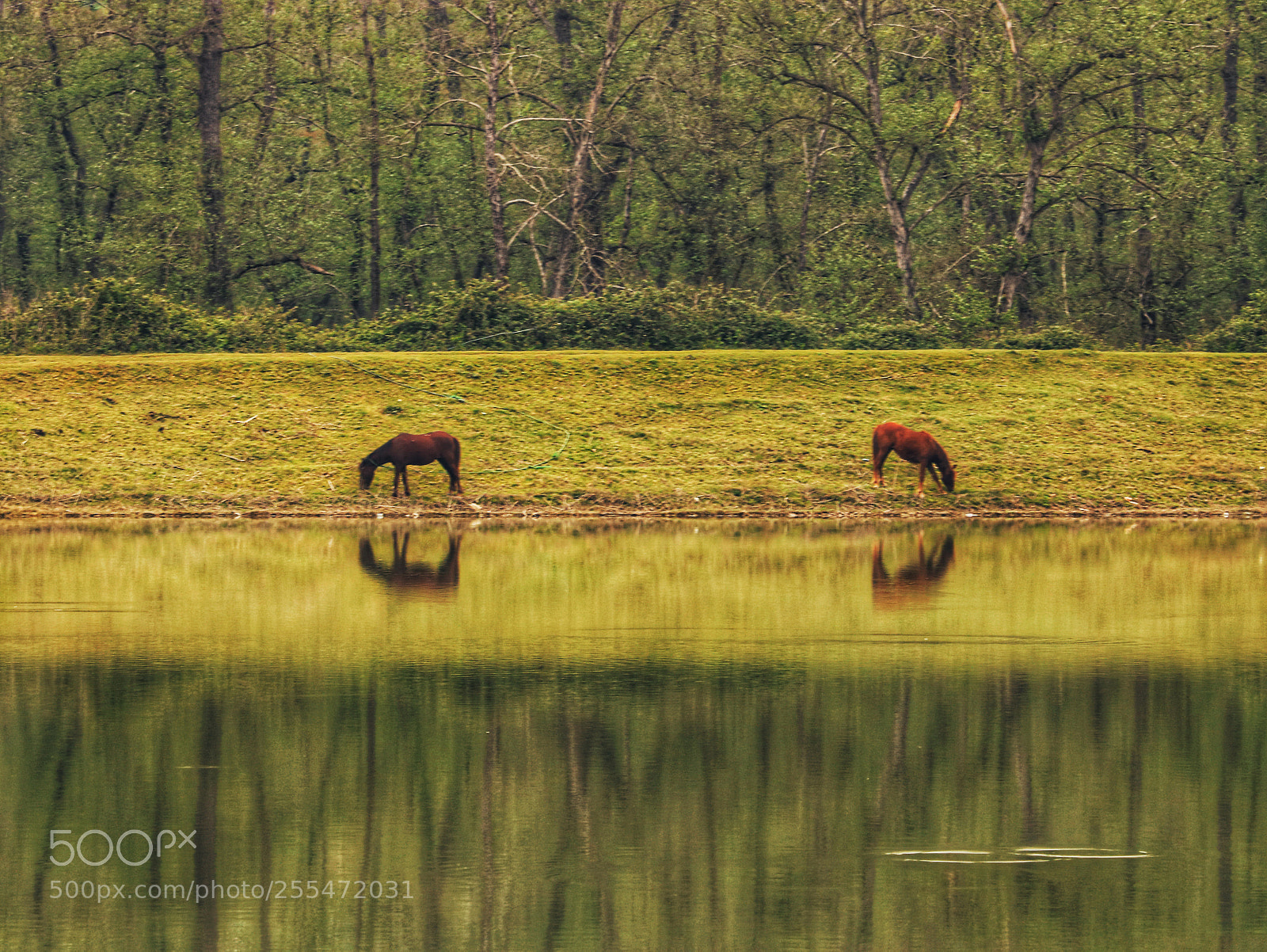 Canon EOS 750D (EOS Rebel T6i / EOS Kiss X8i) sample photo. 2 horses beside lake photography