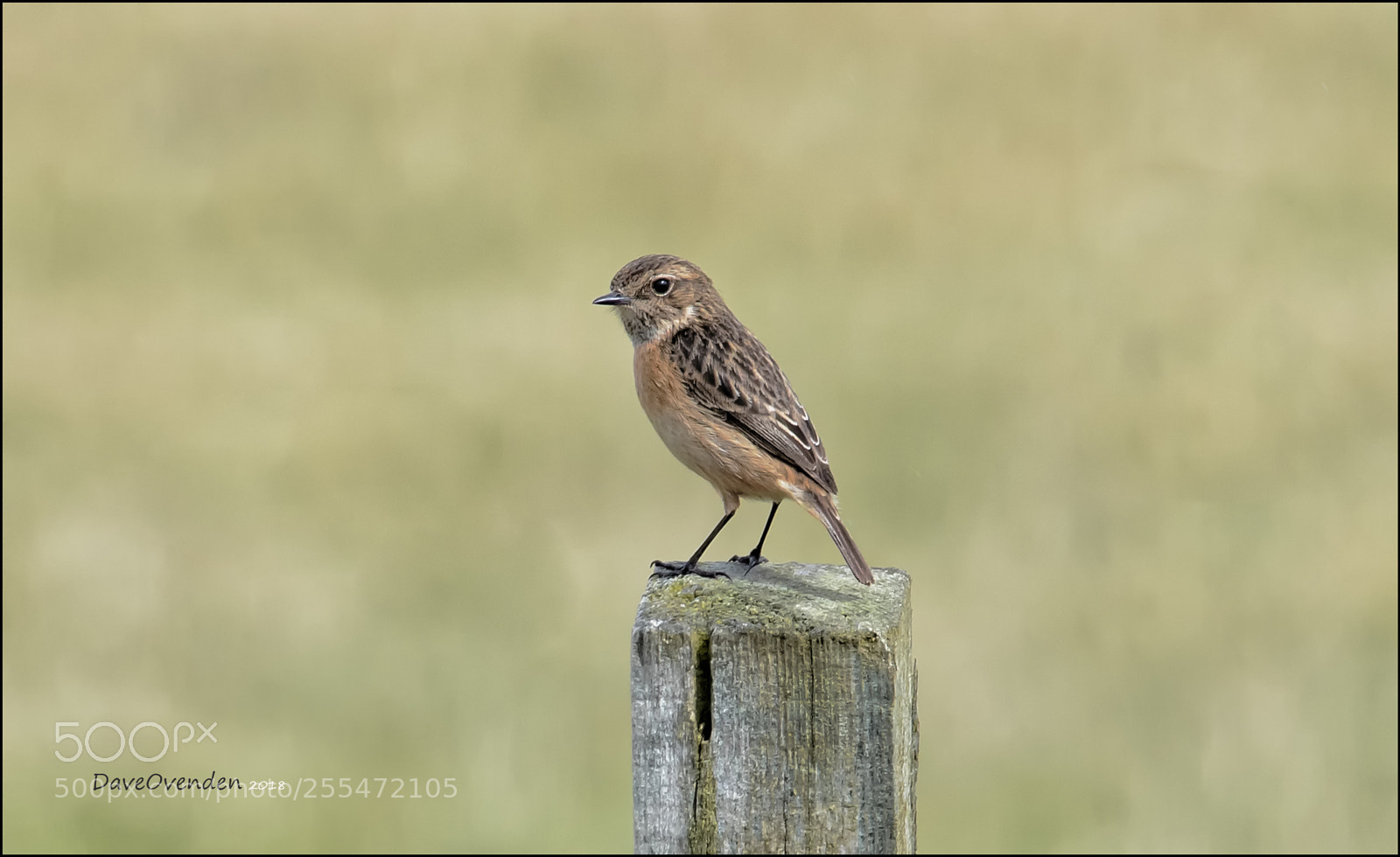 Canon EOS-1D X Mark II sample photo. Stonechat photography