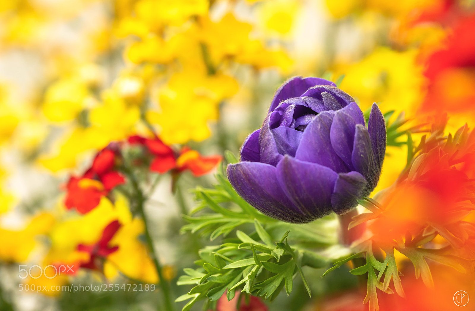 Canon EOS 5D Mark IV sample photo. Garden paradise photography