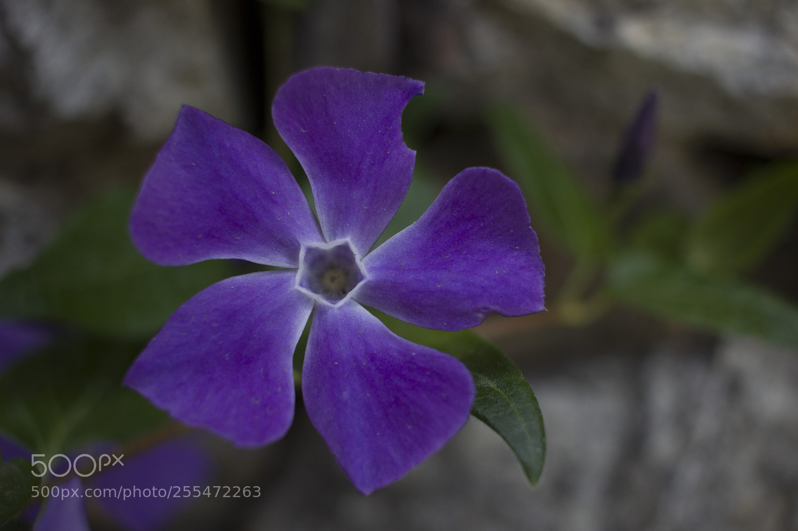 Canon EOS 600D (Rebel EOS T3i / EOS Kiss X5) sample photo. Flower photography