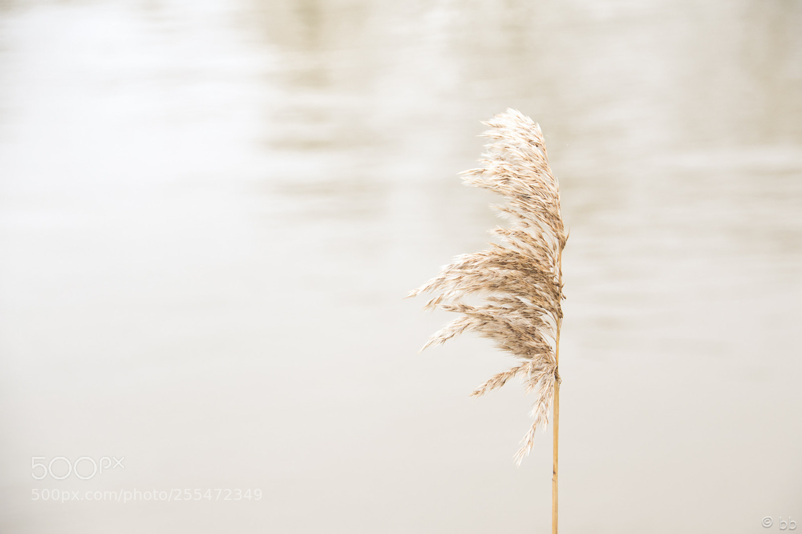 Nikon D3300 sample photo. Blowing in the wind photography