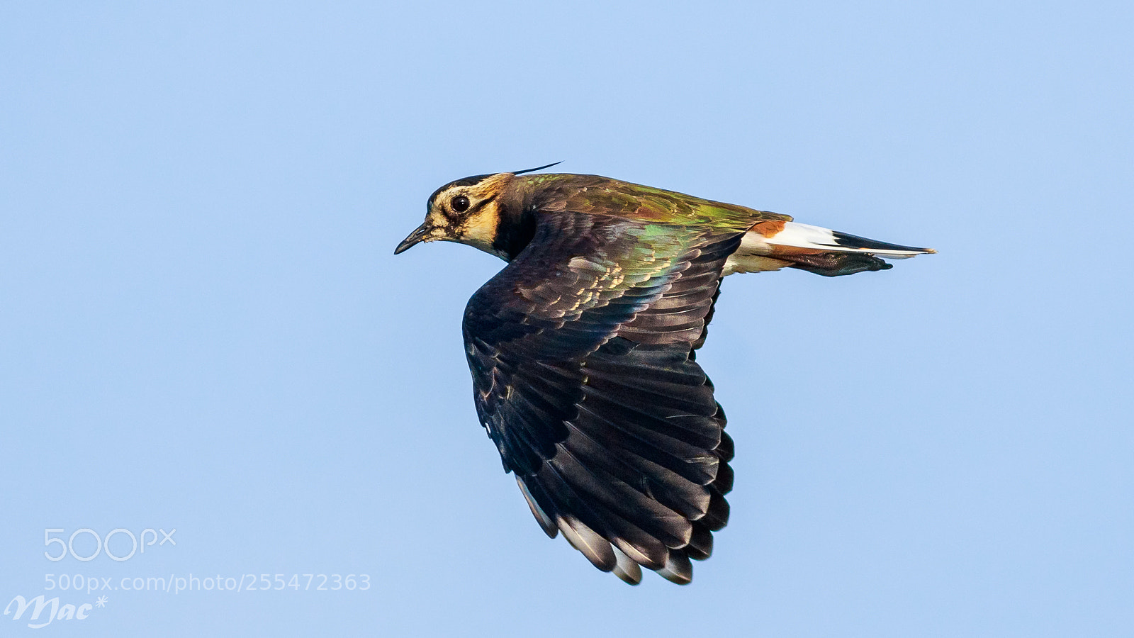 Canon EOS 7D Mark II sample photo. Northern lapwing in flight photography