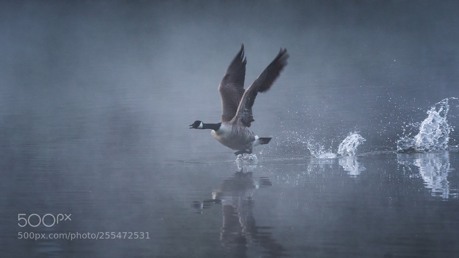 Nikon D500 sample photo. Canada goose in the photography