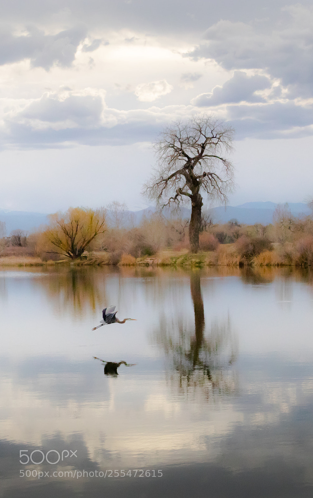 Canon EOS 80D sample photo. Blue heron flight ii photography