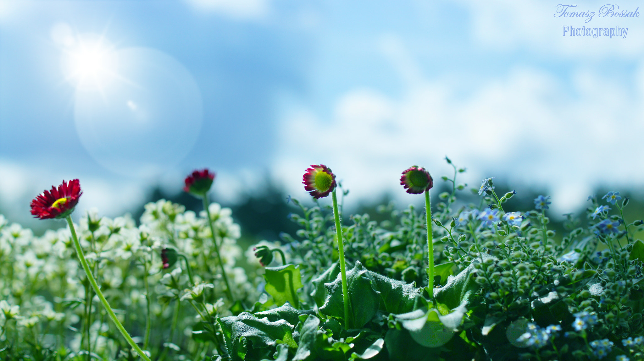 Sony Alpha DSLR-A450 sample photo. My garden photography