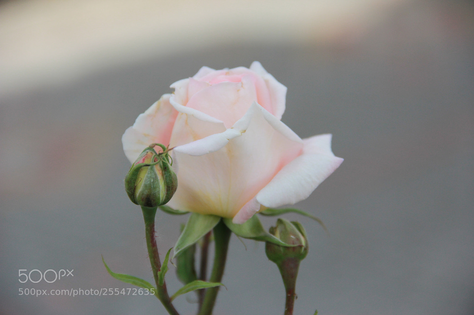 Canon EF-S 18-135mm F3.5-5.6 IS sample photo. White rose photography